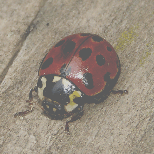 Inventoriez les coccinelles de chez vous !