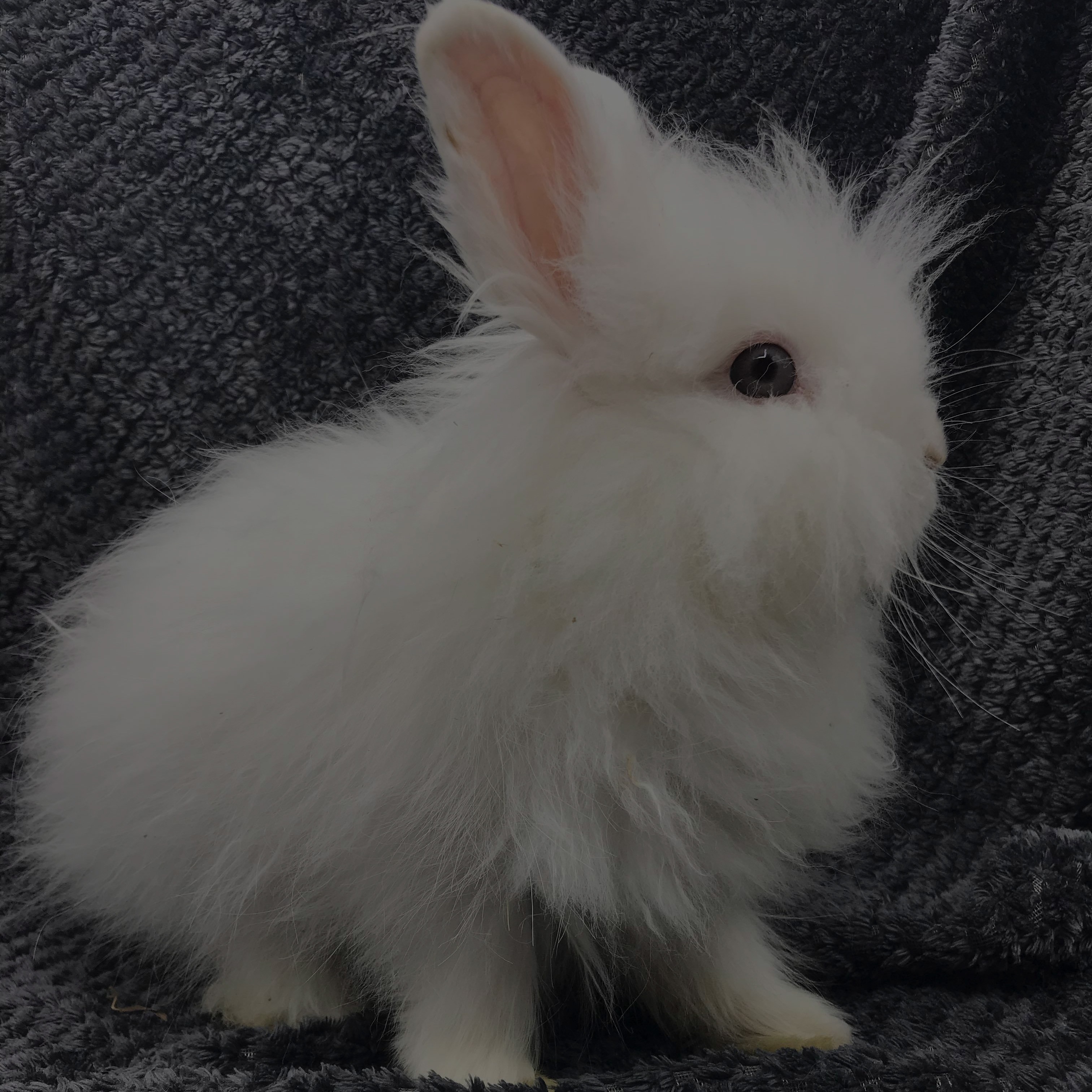 Sauvez de petits animaux moustachus abandonnés !