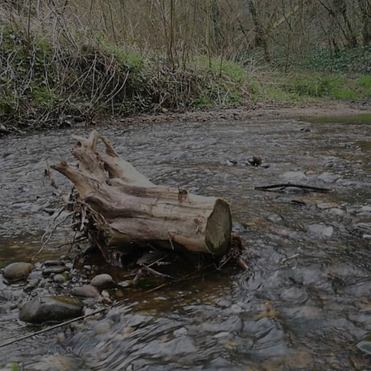 Veillez sur nos cours d’eau en devenant Sentinelle des rivières