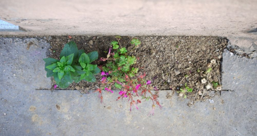 J’ai créé un jardin de rue au pied de mon immeuble