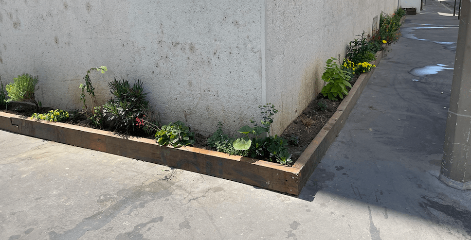 Elles et ils ont fleuri leur pied d&rsquo;immeuble au coeur de la Guillotière