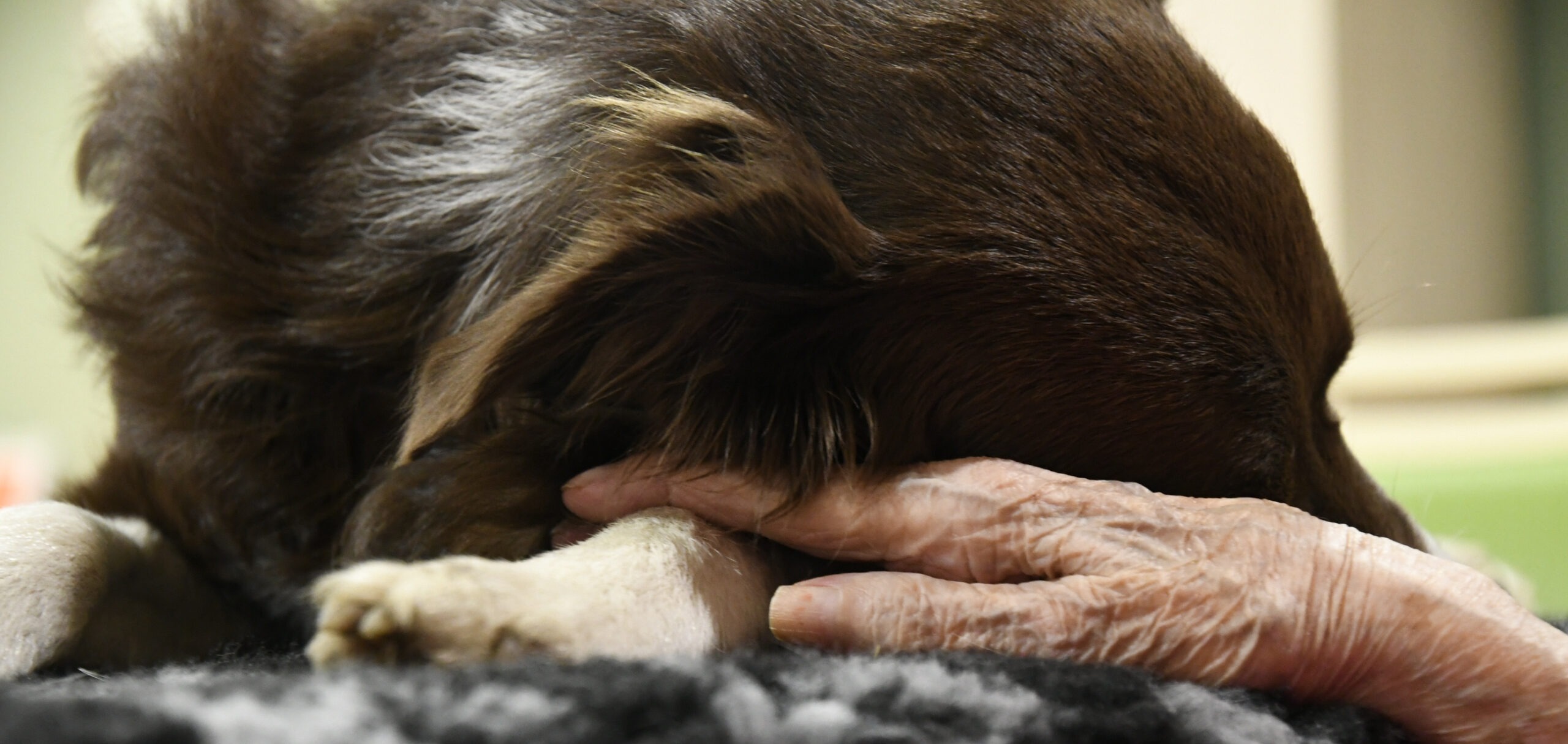 À la ferme d’Humanimaux, prendre soin de l’humain avec l’aide de l’animal