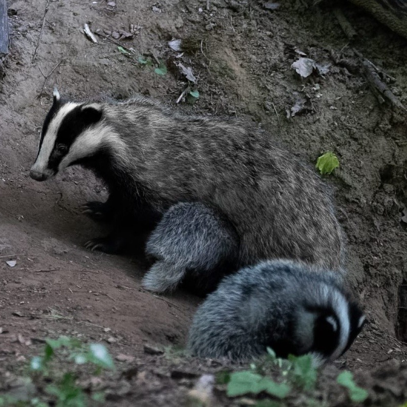 Mobilisez-vous en faveur de la protection du blaireau européen