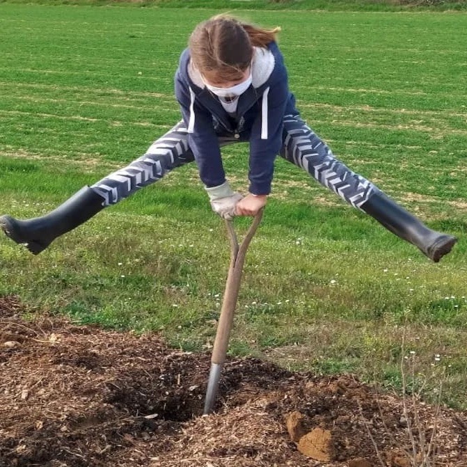 Plantez des arbres et des haies pour régénérer les écosystèmes