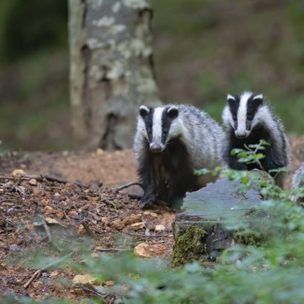 Partez sur les traces du Blaireau d’Europe