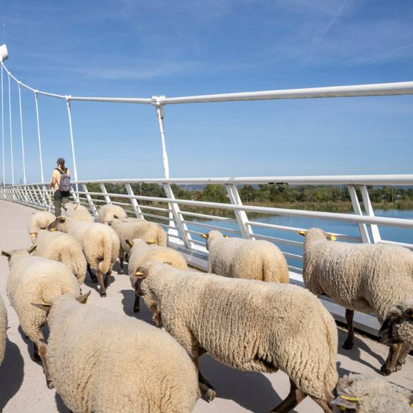 Encadrez des moutons dans leur périple lyonnais